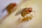 Super macro shot tiny fruit flies on the top of a banana skin