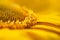 Super Macro Yellow Flower Background / Sunflower