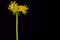 the super magical dandelion flower