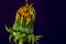 the super magical dandelion flower