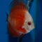 Super Marlboro Red Discus