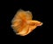 Super orange half moon Siamese fighting fish isolated on black background