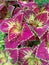 Super petal.. pink leaves Garden plant butterfly leaves . Attractive colourful leaf