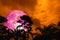 super pink moon back silhouette ancient tall palm night sky