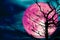 super pink moon silhouette branch dry trees