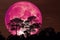 super pink snow moon back silhouette tree in field on night sky