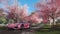 Super pink sports car parked on the side of the road under the cherry trees