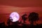 super purple moon back silhouette tree cloud on night sky