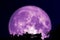 super purple moon back silhouette tree plant and cloud on dark night sky