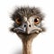 Super Realistic 3d Rendered Ostrich Clipart With Explosive Pigmentation