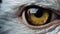 Super Realistic Seagull Eye - Close Up Image With Orange Lens