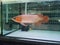 super red arowana fish swimming