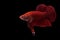 Super red betta fish. Siamese fighting fish isolated on black background.