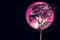 super rose moon on night sky back over silhouette tree