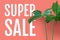 Super sale text with tropical leaves in pastel color background.