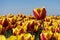 Super sharp close up macro shot of amazing red, yellow holland dutch tulp flower. Perfectly bright sunlight and colorful red and