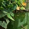 Super-Sized Elephant-ear