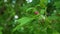 Super slow motion of a branch of blossoming rose hips in spring. Rosehip sprout on a branch