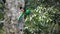 Super slow-motion of quetzal bird landing to nest