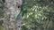 Super slow-motion of Quetzal bird landing to nest in flat color