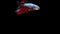 Super slow motion of vibrant Siamese fighting fish Betta splendens, well known name is Plakat Thai, Betta is a species in the