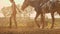 Super slow motion of a young jockey girl leads her horse on arena at sunset.