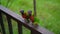 Super slowmotion shot of a mother and son in a bird park feed a group of green and red parrots with a milk