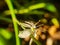 Super small mosquito on a white flower