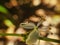 Super small mosquito on a white flower