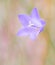 Super Soft Focus Harebell Flower