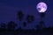 super sturgeon moon on night sky back silhouette coconut trees