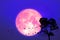 Super Sturgeon pink moon and silhouette bird on tree in the night sky