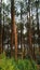 Super tall trees in the pine forest