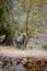 Super telephoto image of bighorn sheep grazing, walking, staring in Zion National Park in Utah seen along a popular walking trail