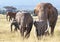 Super tusker elephant with family group in Amboseli National Park, Kenya