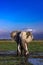 Super Tusker Paulo at Amboseli with Kilimanjaro in Backdrop