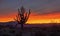 Super Vibrant Desert Sunrise With Sagauro Cactus