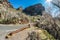 Super wide panorama. Almond trees - Prunus dulcis - grows and bloom with pink flowers on a warm sunny day near a rural road. Gran