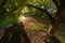 Super wide perspective under branches of an established mulberry tree