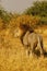 Superb Adult male lion follows in season lioness