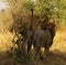 Superb Adult male lion marking his territory