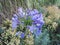 Superb African lily, blue agapanthus surrounded by euphorbia