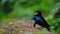 Superb Bird of Paradise calls for a mate