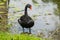 A superb black swan in Singapore