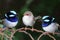 Superb Blue Fairy Wrens