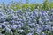 Superb blue flowering of Ceanothus