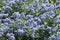 Superb blue flowering of Ceanothus