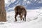 Superb Chamois in the National Park, Aosta