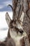 Superb Chamois in the National Park, Aosta