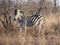 Superb Clear picture of a Zebra in an African bush with long grass and dried out trees without leaves